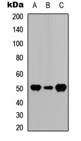 Rabbit Anti Gfap Polyclonal Antibody Absin Univ