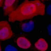 Mouse anti-Myc Tag Monoclonal Antibody
