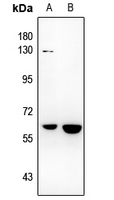 Rabbit anti-NR4A3 Polyclonal Antibody