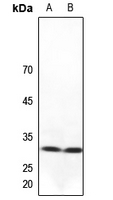 Rabbit anti-NXPH1 Polyclonal Antibody
