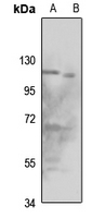Rabbit anti-ORC1 Polyclonal Antibody