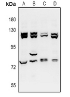 Rabbit anti-ZZZ3 Polyclonal Antibody
