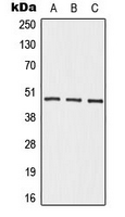 Rabbit anti-β-2 Adrenergic Receptor Polyclonal Antibody