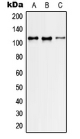 Rabbit anti-GEF H1 Polyclonal Antibody