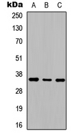 Rabbit anti-Adenosine A2b Receptor Polyclonal Antibody