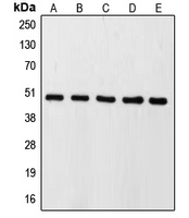 Rabbit anti-Caspase 9 Polyclonal Antibody