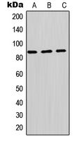 Rabbit anti-PI3K p85β Polyclonal Antibody