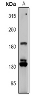 Rabbit anti-RGPD1/2/3/4/5/8 Polyclonal Antibody