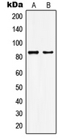 Rabbit anti-KAT7 Polyclonal Antibody