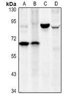 Rabbit anti-CD127 Polyclonal Antibody