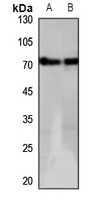 Rabbit anti-GPR152 Polyclonal Antibody