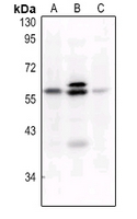 Rabbit anti-Phospho-c-FOS(Ser32) Polyclonal Antibody
