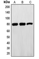 Rabbit anti-Ezrin Polyclonal Antibody