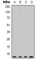 Mouse anti-Histone H3 Monoclonal Antibody