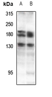 Rabbit anti-DZIP3 Polyclonal Antibody