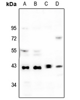 Rabbit anti-p38 Polyclonal Antibody