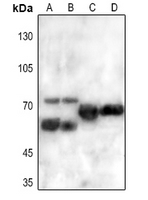 Rabbit anti-FRS2 Polyclonal Antibody