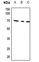 Rabbit anti-AIFM1 Polyclonal Antibody