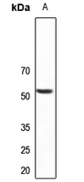 Rabbit anti-PLXDC1 Polyclonal Antibody