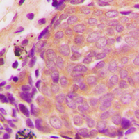 Rabbit anti-TIMP4 Polyclonal Antibody