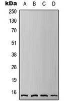Rabbit anti-IFITM3 Polyclonal Antibody