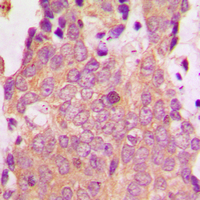 Rabbit anti-NSG1 Polyclonal Antibody