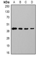 Mouse anti-GAP43 Monoclonal Antibody