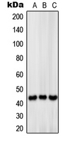 Rabbit anti-MCT13 Polyclonal Antibody