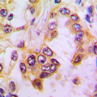 Rabbit anti-Caspase 9 Polyclonal Antibody