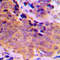 Rabbit anti-Phospho-VASP(Ser157) Polyclonal Antibody