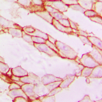 Rabbit anti-Paxillin Polyclonal Antibody