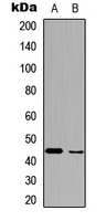 Rabbit anti-BMP2 Polyclonal Antibody