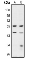 Rabbit anti-BRE Polyclonal Antibody
