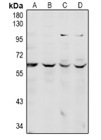 Rabbit anti-CDC14A Polyclonal Antibody