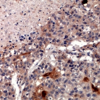 Rabbit anti-ZNT2 Polyclonal Antibody