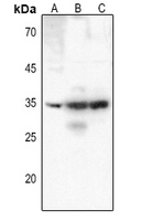 Rabbit anti-CD25 Polyclonal Antibody