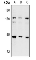 Rabbit anti-DNA Polymerase Iota Polyclonal Antibody