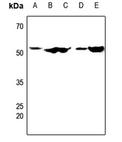 Rabbit anti-CDC20 Polyclonal Antibody