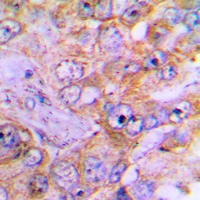 Rabbit anti-Caspase 3 Polyclonal Antibody
