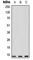 Rabbit anti-PEA15 Polyclonal Antibody