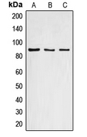 Rabbit anti-Cyclin F Polyclonal Antibody