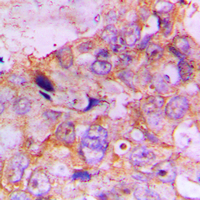 Rabbit anti-Caspase 7 Polyclonal Antibody