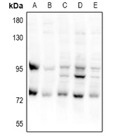 Rabbit anti-CEP95 Polyclonal Antibody
