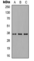 Rabbit anti-CD66c Polyclonal Antibody