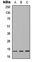Rabbit anti-α-synuclein Polyclonal Antibody