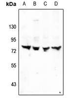 Rabbit anti-TRIM68 Polyclonal Antibody