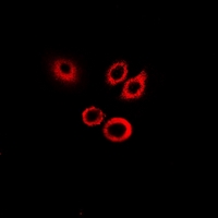 Rabbit anti-SerpinB1 Polyclonal Antibody