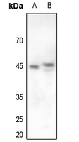 Rabbit anti-Cyclin E1 Polyclonal Antibody