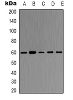 Rabbit anti-TRAF6 Polyclonal Antibody