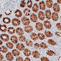 Mouse anti-MUC2 Monoclonal Antibody